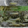 melit arduinna larva1 volg